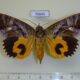 70845p Noctuidae Eudocima afrikana f Madagascar $18