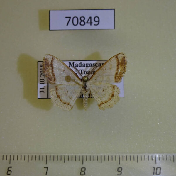 Geometridae Xenostega eurhythma Madagascar