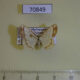 70849p Geometridae Xenostega eurhythma Madagascar $6