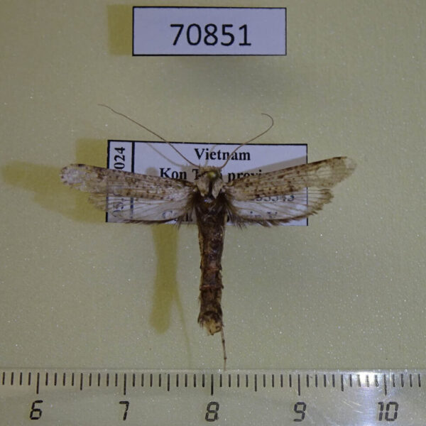 Tineidae Gerontha siamensis Vietnam