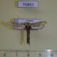 70851p Tineidae Gerontha siamensis Vietnam $15