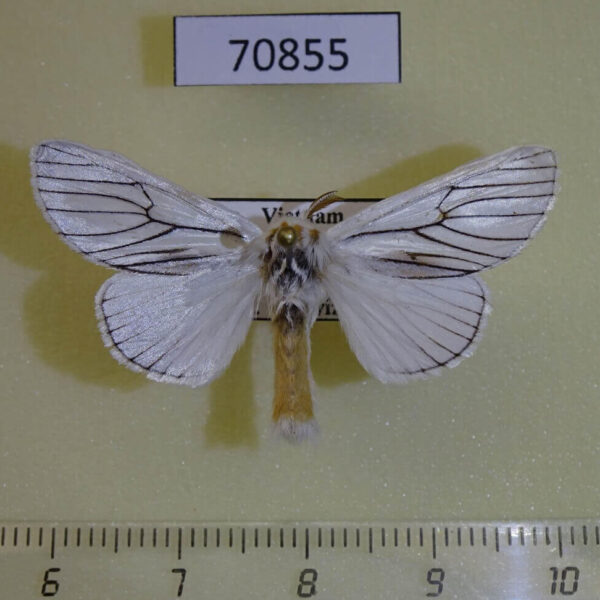 Lymantridae Himala argentea Vietnam