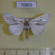 70855p Lymantridae Himala argentea Vietnam $7