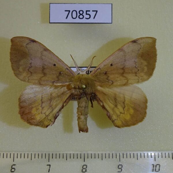 Bombycidae Andrasa olivacea Vietnam