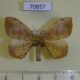 70857p Bombycidae Andrasa olivacea Vietnam $8