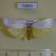 70863p Arctiidae Paraona interjecta f Uganda $10