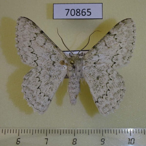 Geometridae Pingasa serrativalvis Uganda