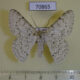 70865p Geometridae Pingasa serrativalvis Uganda $8