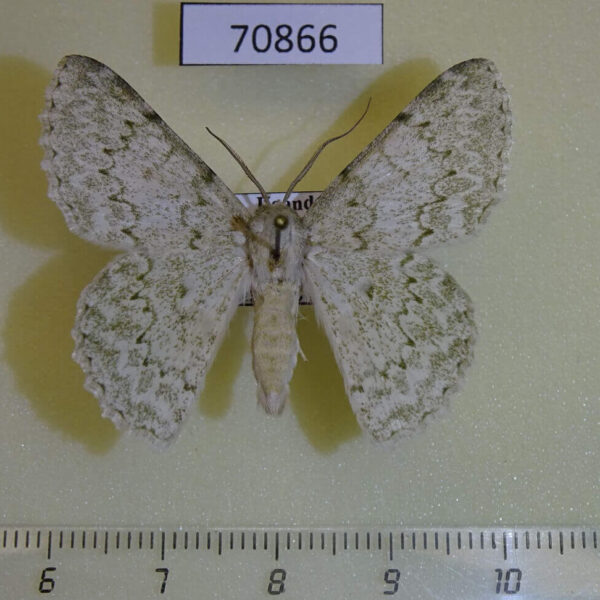 Geometridae Pingasa serrativalvis Uganda
