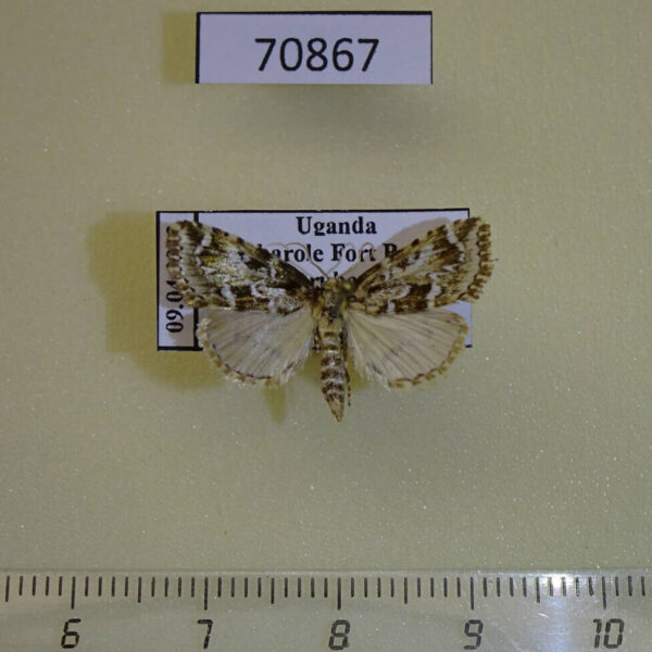 Crambidae sp. Uganda