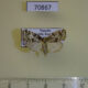 70867p Crambidae sp. Uganda $6