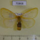70868p Lymantridae Euproctis terminalis f Uganda $10