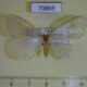 70869p Lymantridae sp. f Uganda $10