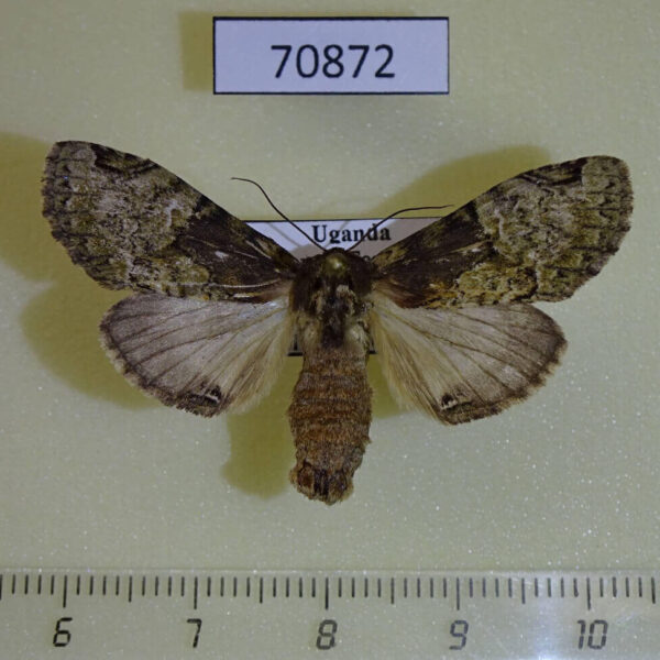 Notodontiidae Stemmatophalera curvilinea f Uganda