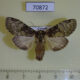 70872p Notodontiidae Stemmatophalera curvilinea f Uganda $8