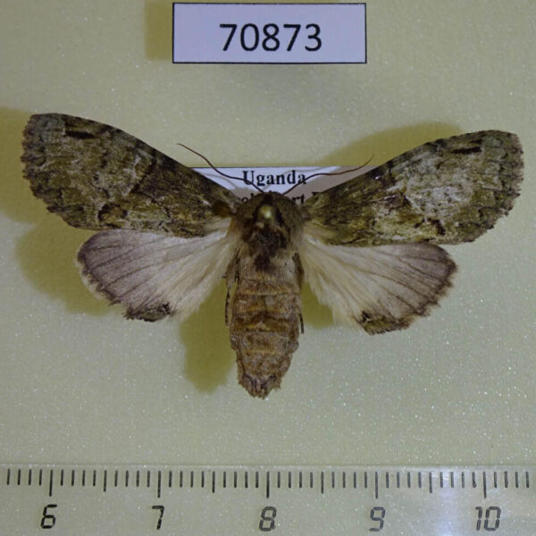 Notodontiidae Stemmatophalera curvilinea f Uganda