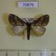 70876p Lymantridae Dasychira punctifera Uganda $8
