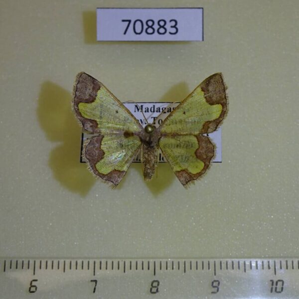 Geometridae Zamarada oxybeles Madagascar