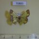 70883p Geometridae Zamarada oxybeles Madagascar $10