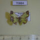 70884p Geometridae Zamarada oxybeles Madagascar $9
