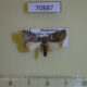 70887p Noctuidae Selepa sp. Madagascar $8
