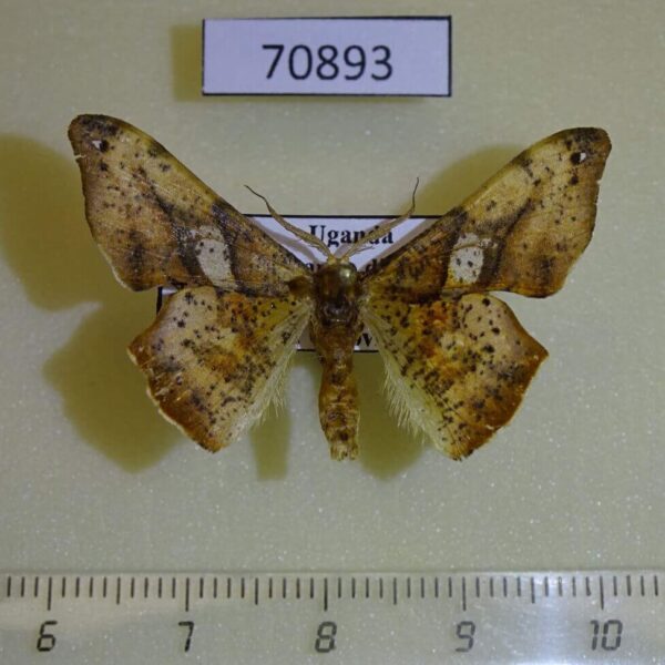 Geometridae Xenimpia dohertyi Uganda
