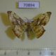 70894p Geometridae Xenimpia dohertyi Uganda $8