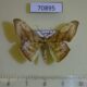 70895p Geometridae Xenimpia dohertyi Uganda $8