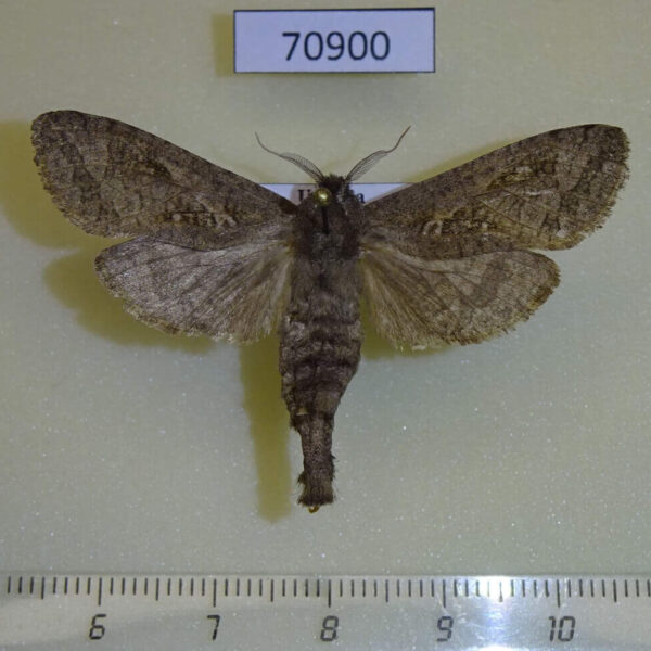 Cossidae Oreocossus kilimanjarensis f Uganda