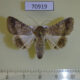 70919p Noctuidae Pandesma robusta Uganda $12