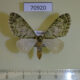70920p Geometridae Lobidiopteryx stulta Uganda $6