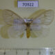 70922p Lymantridae sp. f Uganda $10