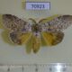 70923p Lymantridae Calliteara strigata Vietnam $9