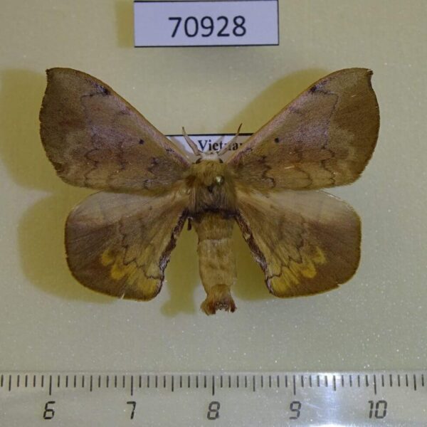Bombycidae Andrasa olivacea Vietnam