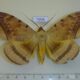 70930p Noctuidae Hypopyra guttata Madagascar $12