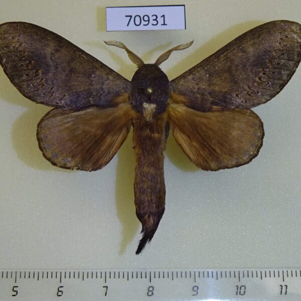 Lasiocampidae Catalebeda cuneilinea Uganda