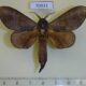 70931p Lasiocampidae Catalebeda cuneilinea Uganda $10