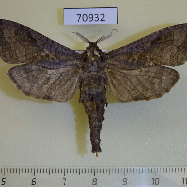 Cossidae Oreocossus kilimanjarensis f Uganda