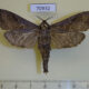 70932p Cossidae Oreocossus kilimanjarensis f Uganda $25