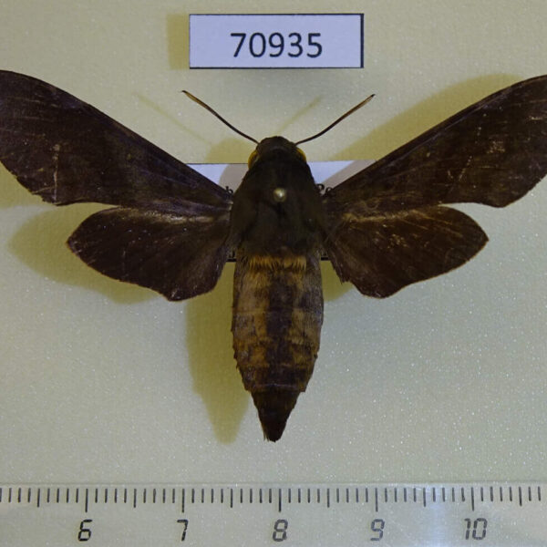 Sphingidae Temnora fumosa f Uganda