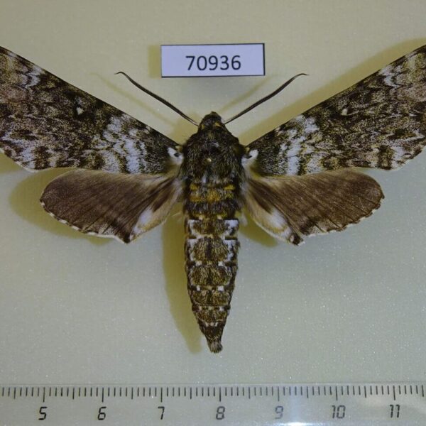 Sphingidae Poliana laucheana Uganda