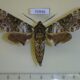 70936p Sphingidae Poliana laucheana Uganda $50
