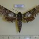 70937p Sphingidae Poliana laucheana Uganda $40