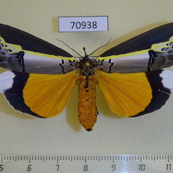 Noctuidae Eligma hypsoides Uganda