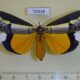 70938p Noctuidae Eligma hypsoides Uganda $25