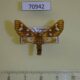 70942p Arctiidae Anapisa metarctiodes Uganda $10