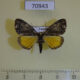 70943p Geometridae Xylopteryx triphaenata Uganda $8