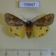 70947p Arctiidae Teracotona translucens Uganda $15