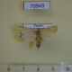 70949p Moth sp. Uganda $7