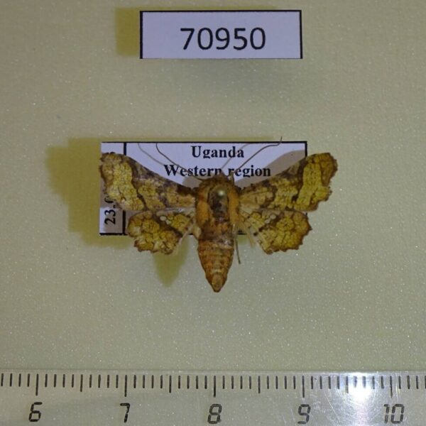 Thyrididae Dysodia sp. intermedia Uganda